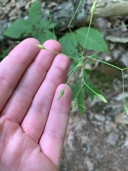 Hieracium paniculatum