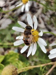 Eristalis tenax