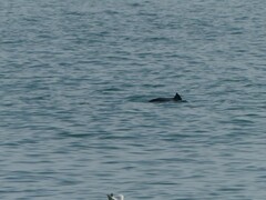 Phocoena phocoena phocoena