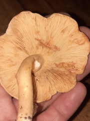 Russulaceae