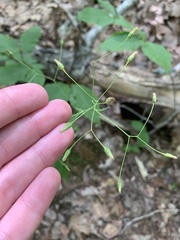 Hieracium paniculatum