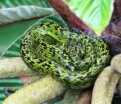 Bothriechis nigroviridis