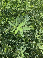 Baptisia alba