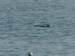 Phocoena phocoena phocoena