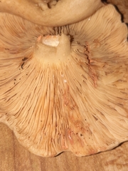 Russulaceae