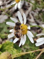 Eristalis tenax