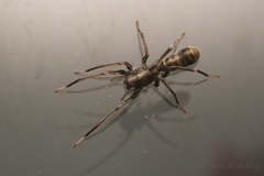Corinnidae