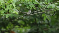 Vireo solitarius