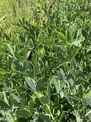 Baptisia alba