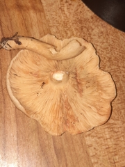 Russulaceae