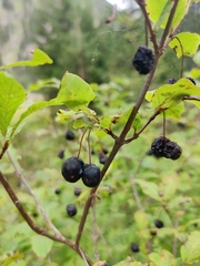 Lonicera nigra