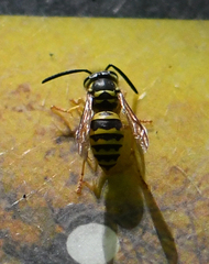 Vespula maculifrons