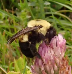 Bombus griseocollis