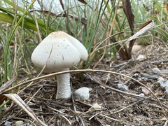 Lepiota clypeolaria