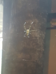 Trichonephila clavata