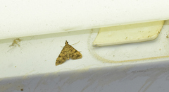 Dolicharthria bruguieralis