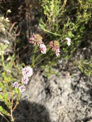 Agathosma bifida