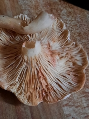 Russulaceae