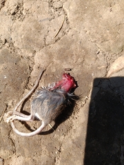 Muroidea