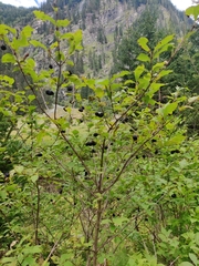 Lonicera nigra