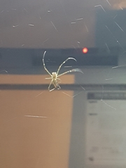 Trichonephila clavata