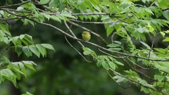 Vireo flavifrons