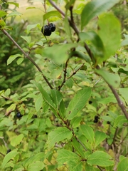 Lonicera nigra