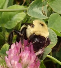 Bombus griseocollis