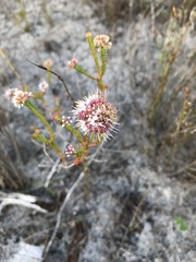 Agathosma bifida
