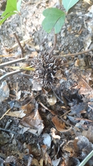 Liquidambar styraciflua