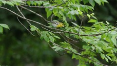 Vireo flavifrons