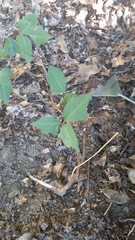 Liquidambar styraciflua