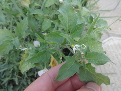 Solanum nigrum