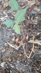 Liquidambar styraciflua