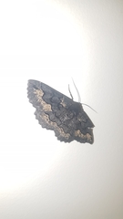 Melanodes anthracitaria