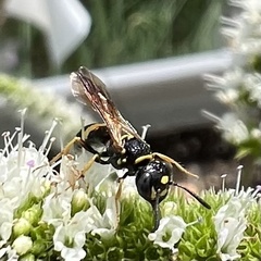 Philanthus gibbosus