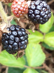 Rubus