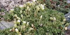 Cerastium uniflorum