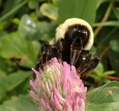 Bombus griseocollis