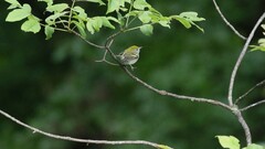 Setophaga pensylvanica