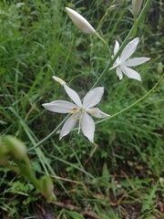 Anthericum liliago