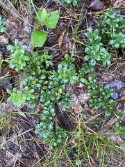 Arctostaphylos uva-ursi