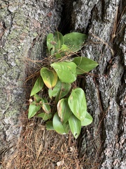 Maianthemum canadense