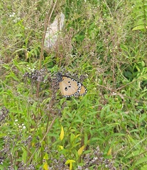 Danaus chrysippus