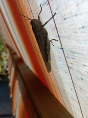 Anacridium aegyptium