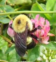 Bombus griseocollis