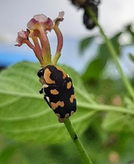 Clinteria klugi