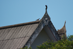 Columba livia domestica
