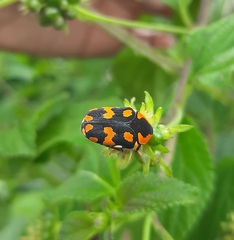 Clinteria klugi