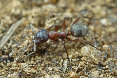 Formica sanguinea